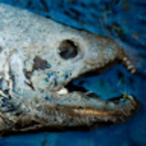 Meet your Posher, Martin